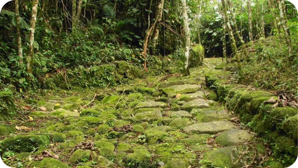 Trilha histórica de pedras no meio da mata atlântica, parte da antiga Estrada Real, usada no período colonial para o transporte de ouro entre Minas Gerais e o litoral do Rio de Janeiro.
