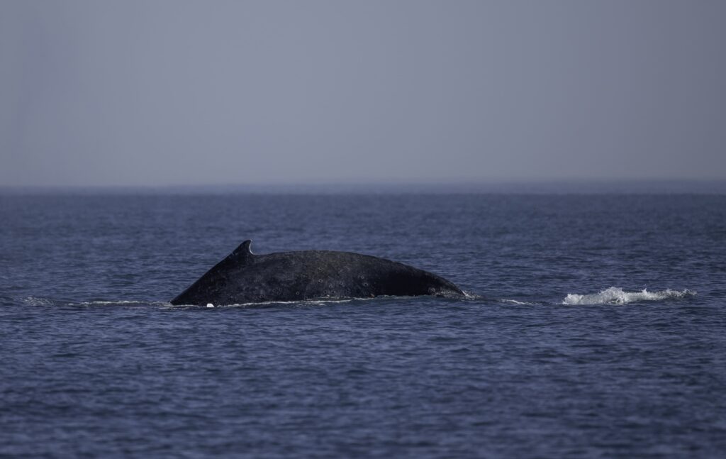 baleia aflorando o dorso no mar de arraial do cabo durante passeio de barco em julho.